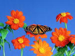 Flowerses and Butterfly