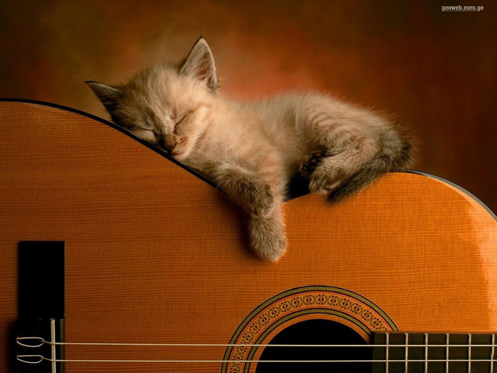 Guitar and Pussy